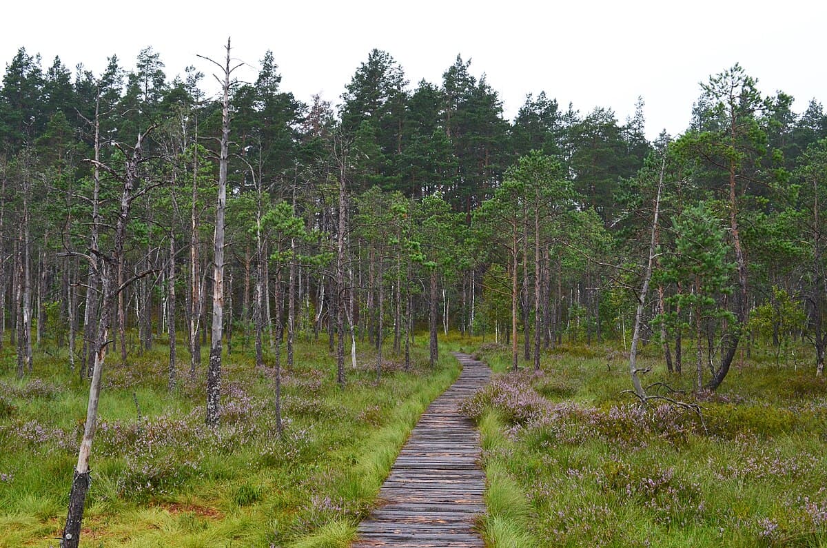 Vast expanse of Čepkeliai raised bog with pools and stunted pines